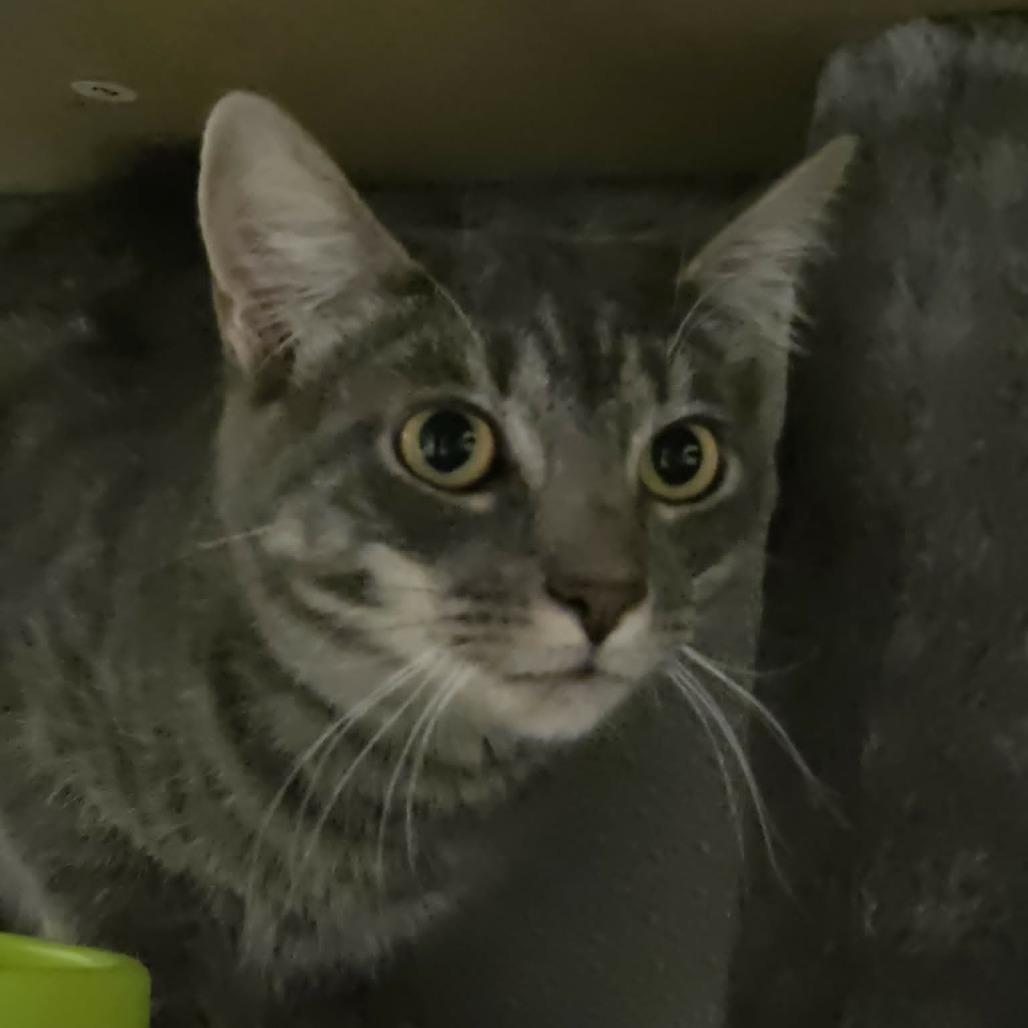Enlarge Angel, a Adoptable Domestic Short Hair in Ballston Spa, NY image 2/2