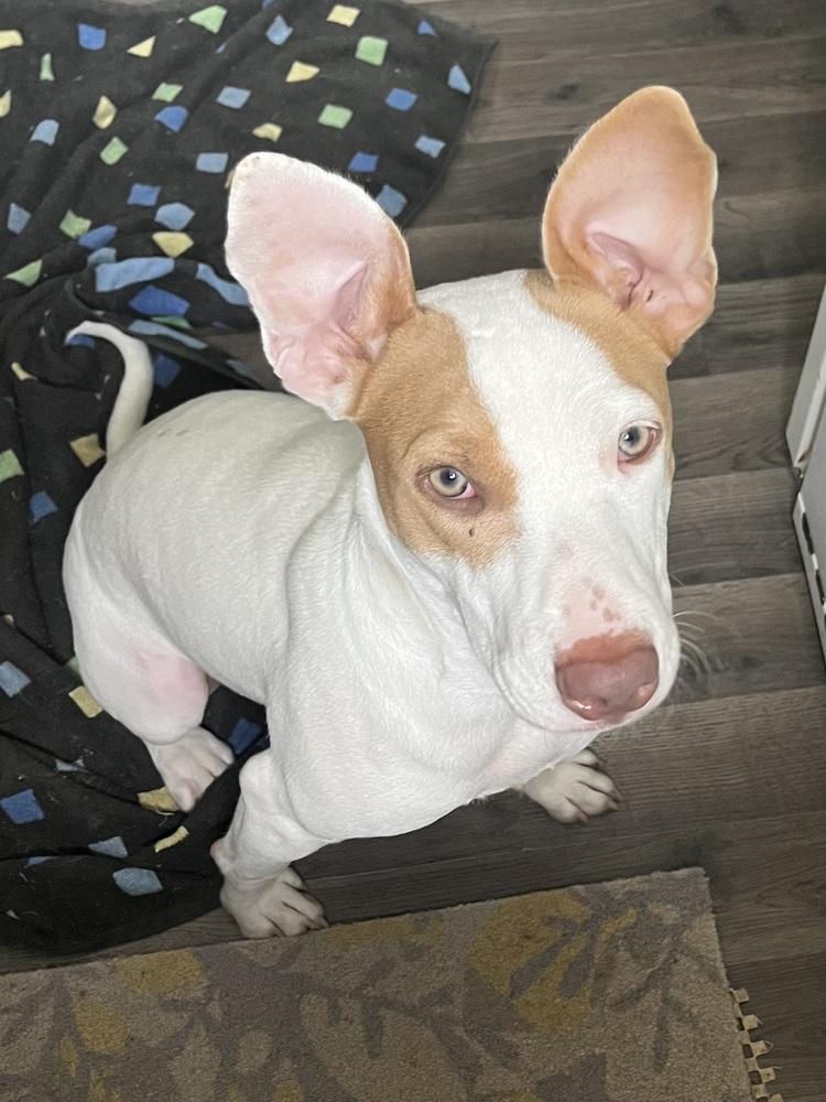 Enlarge Kira (Skye), a Adoptable mixed breed in Plymouth, MI image 1/6