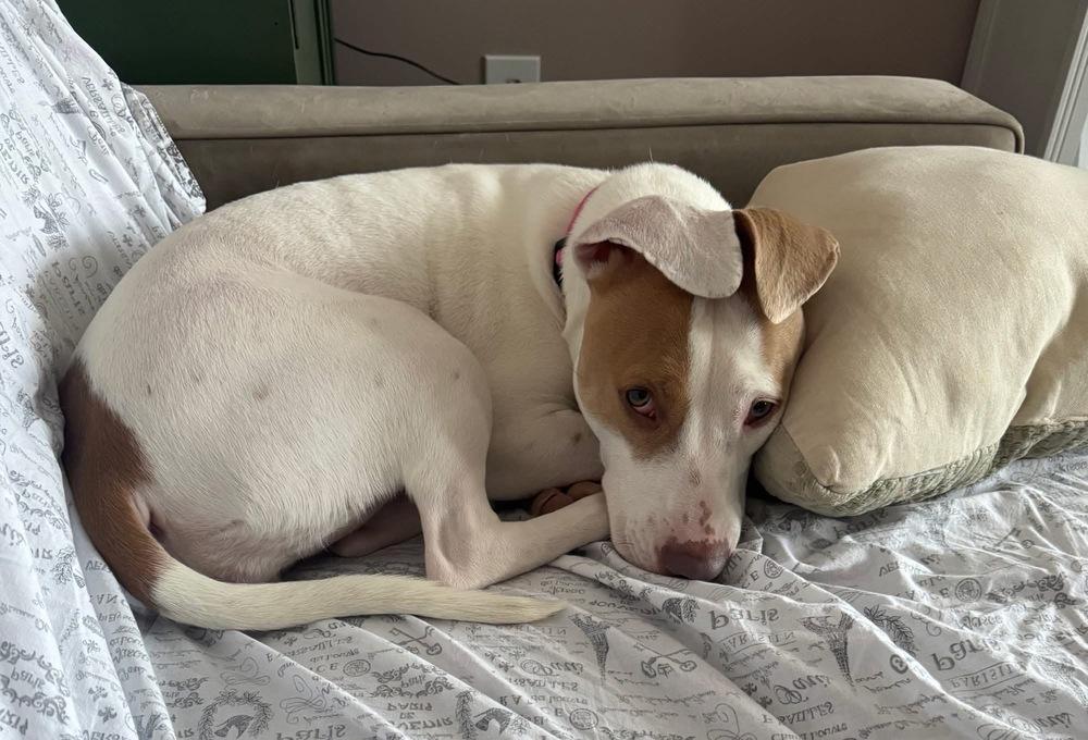 Enlarge Skye, a Adoptable mixed breed in Plymouth, MI image 2/6
