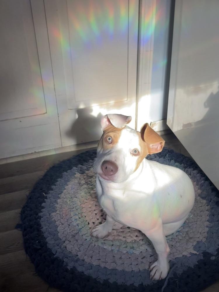 Enlarge Kira (Skye), a Adoptable mixed breed in Plymouth, MI image 2/6