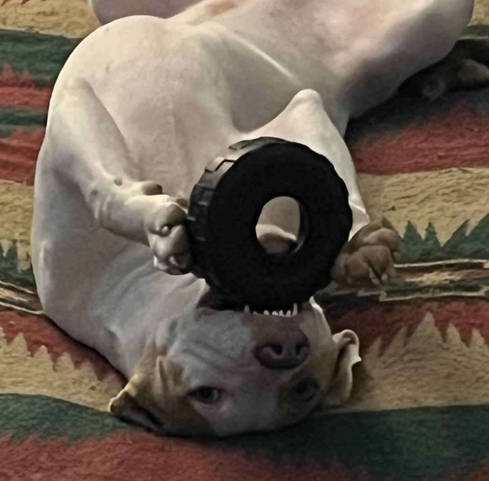 Enlarge Kira (Skye), a Adoptable mixed breed in Plymouth, MI image 3/6