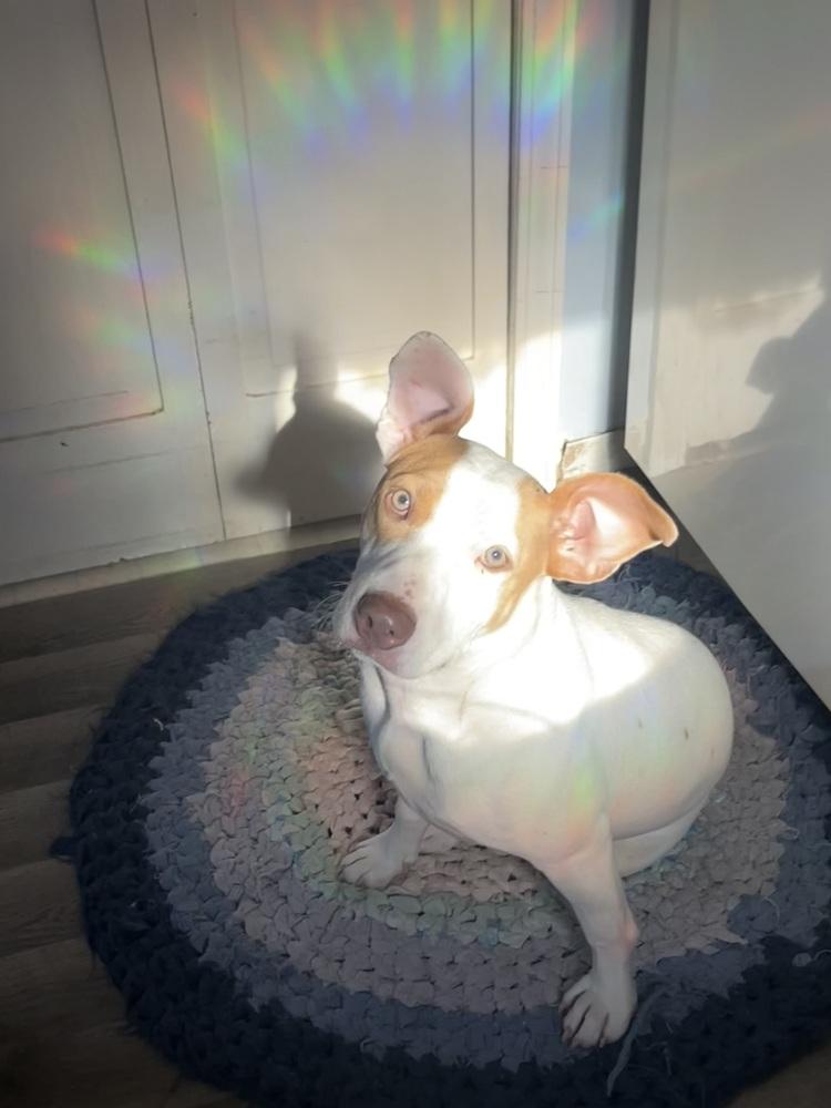 Enlarge Kira (Skye), a Adoptable mixed breed in Plymouth, MI image 4/6