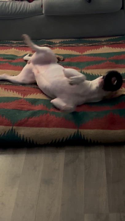 Enlarge Kira (Skye), a Adoptable mixed breed in Plymouth, MI video 5/6