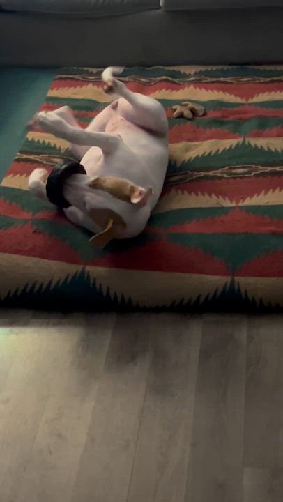 Enlarge Kira (Skye), a Adoptable mixed breed in Plymouth, MI video 6/6