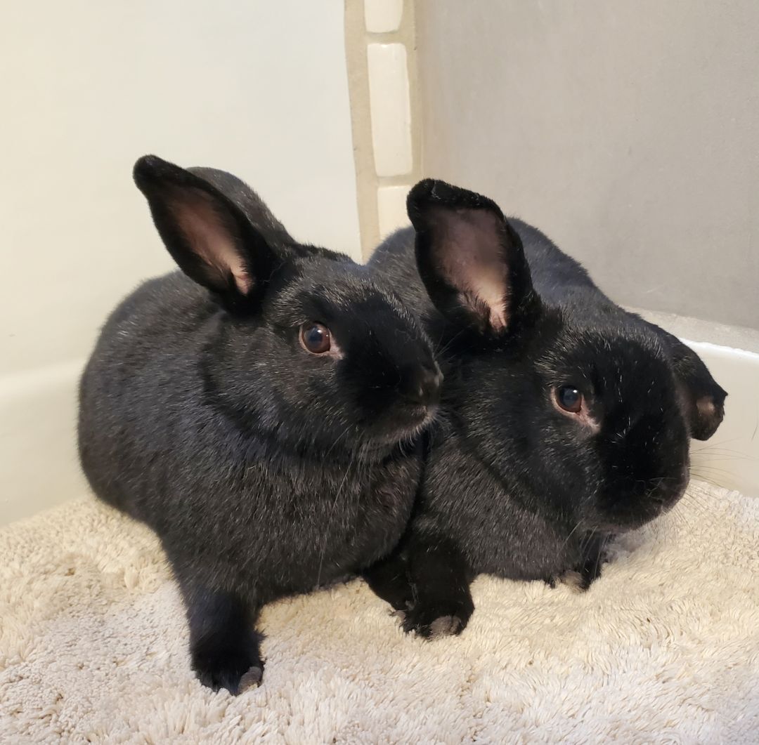 Jojo & Zaurie, a Adoptable mixed breed in Los Angeles, CA image 2/4