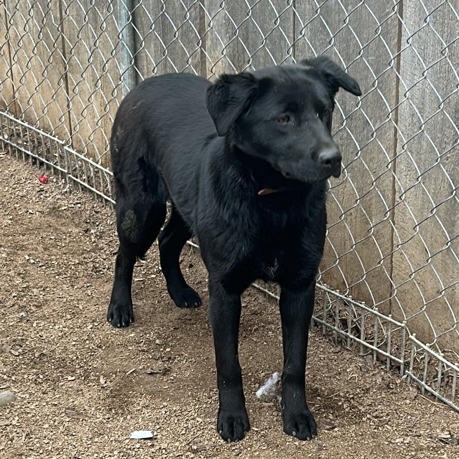 Aurora, an adoptable mixed breed in Heuvelton, NY image 2/5
