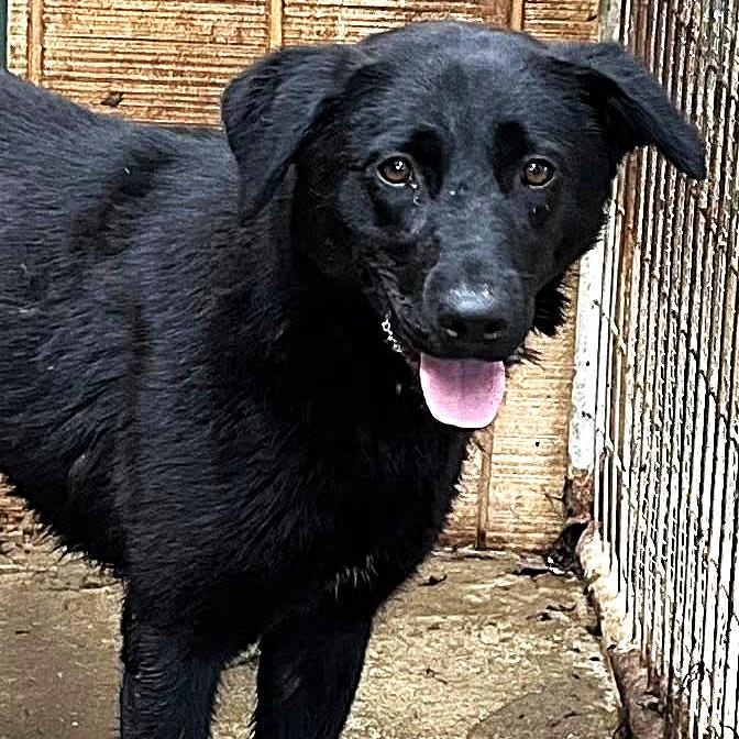 Aurora, an adoptable mixed breed in Heuvelton, NY image 5/5