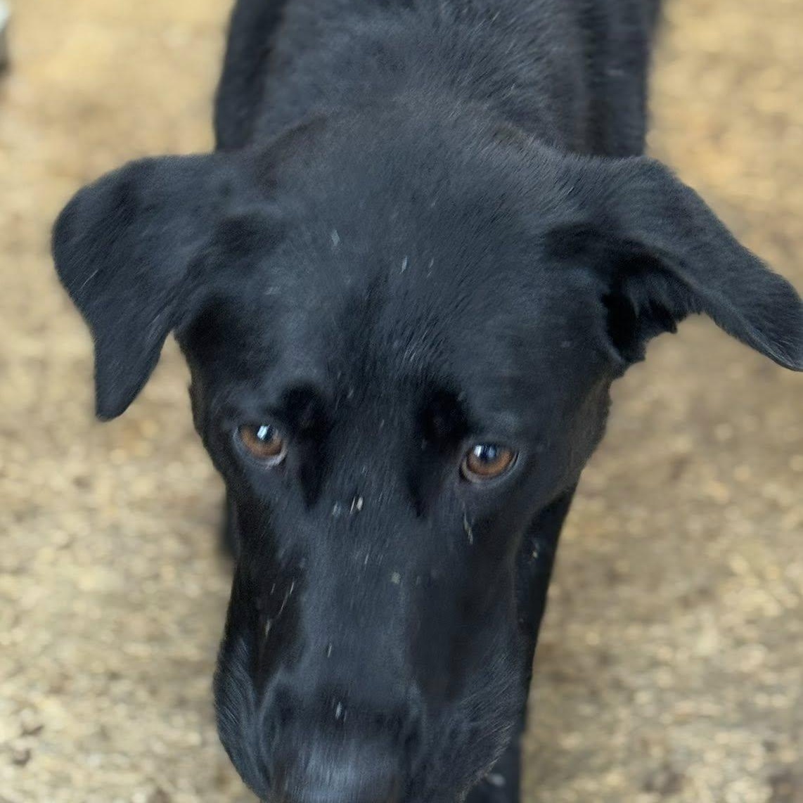 Aurora, an adoptable mixed breed in Heuvelton, NY image 4/5