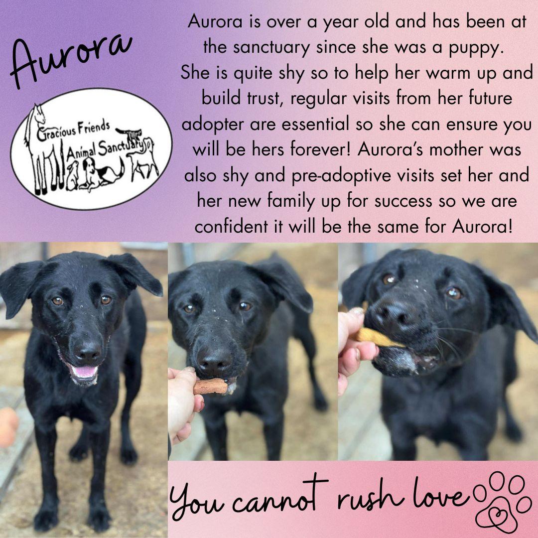 Aurora, an adoptable mixed breed in Heuvelton, NY image 1/5