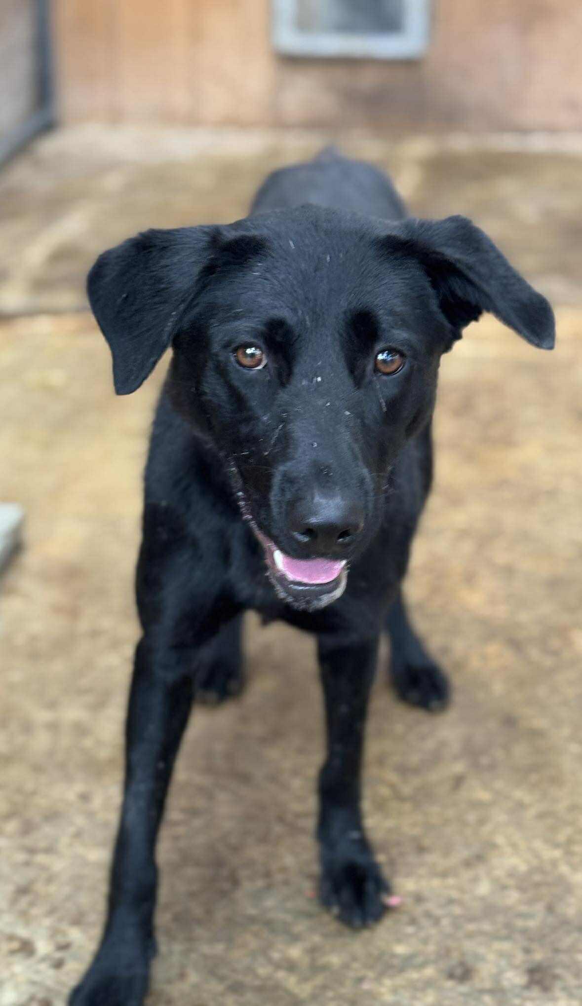 Aurora, Adoptable, Young Female Black Labrador Retriever.