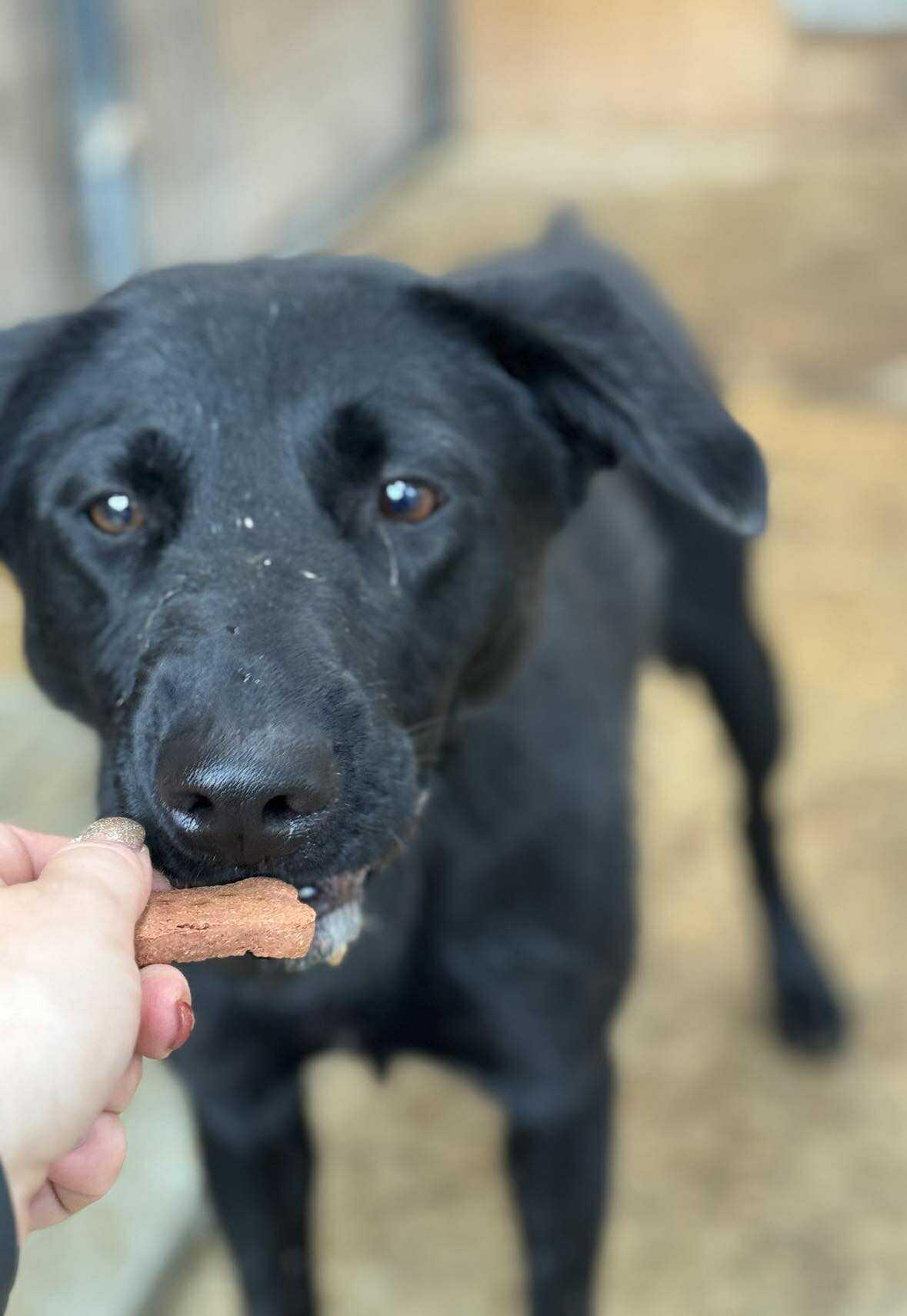 Aurora, a Adoptable Black Labrador Retriever in Heuvelton, NY image 2/2