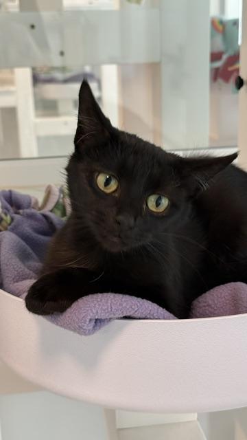 Delta, Adoptable, Adult Female Domestic Short Hair & Domestic Short Hair.