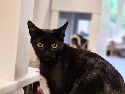 Enlarge Delta, a Adoptable mixed breed in Sultan, WA image 3/3