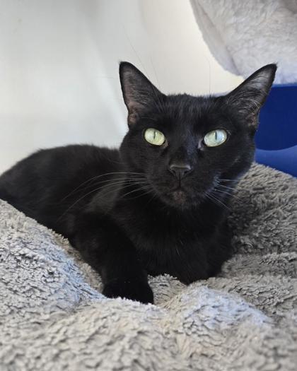 Enlarge Pookie, a Adoptable mixed breed in Saint Petersburg, FL image 1/3