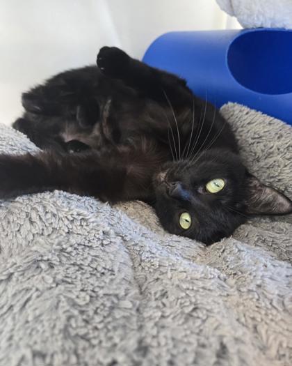 Enlarge Pookie, a Adoptable mixed breed in Saint Petersburg, FL image 2/3