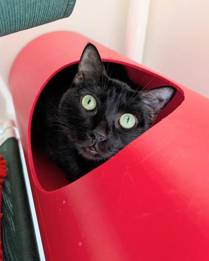 Enlarge Pookie, a Adoptable mixed breed in Saint Petersburg, FL image 3/3