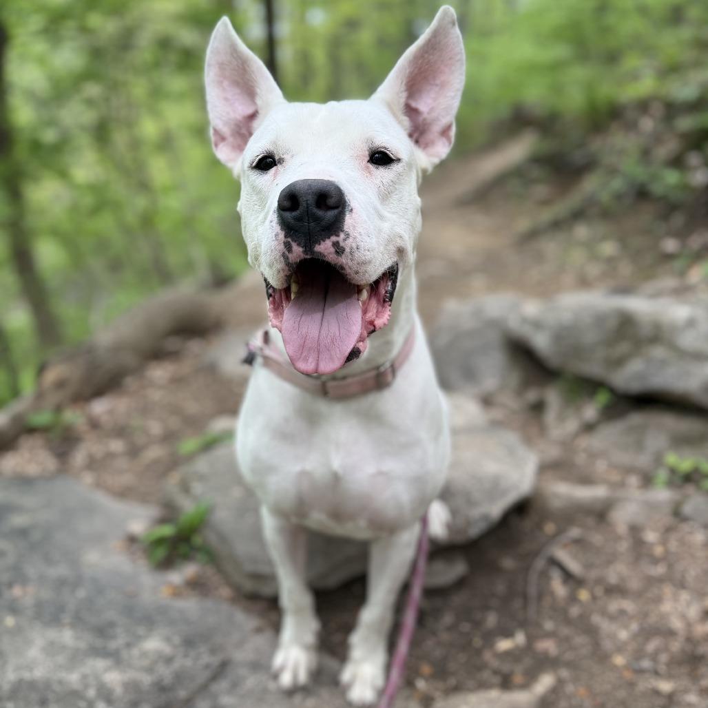 Enlarge Ruby Roo, a Adoptable mixed breed in Allentown, PA image 1/6
