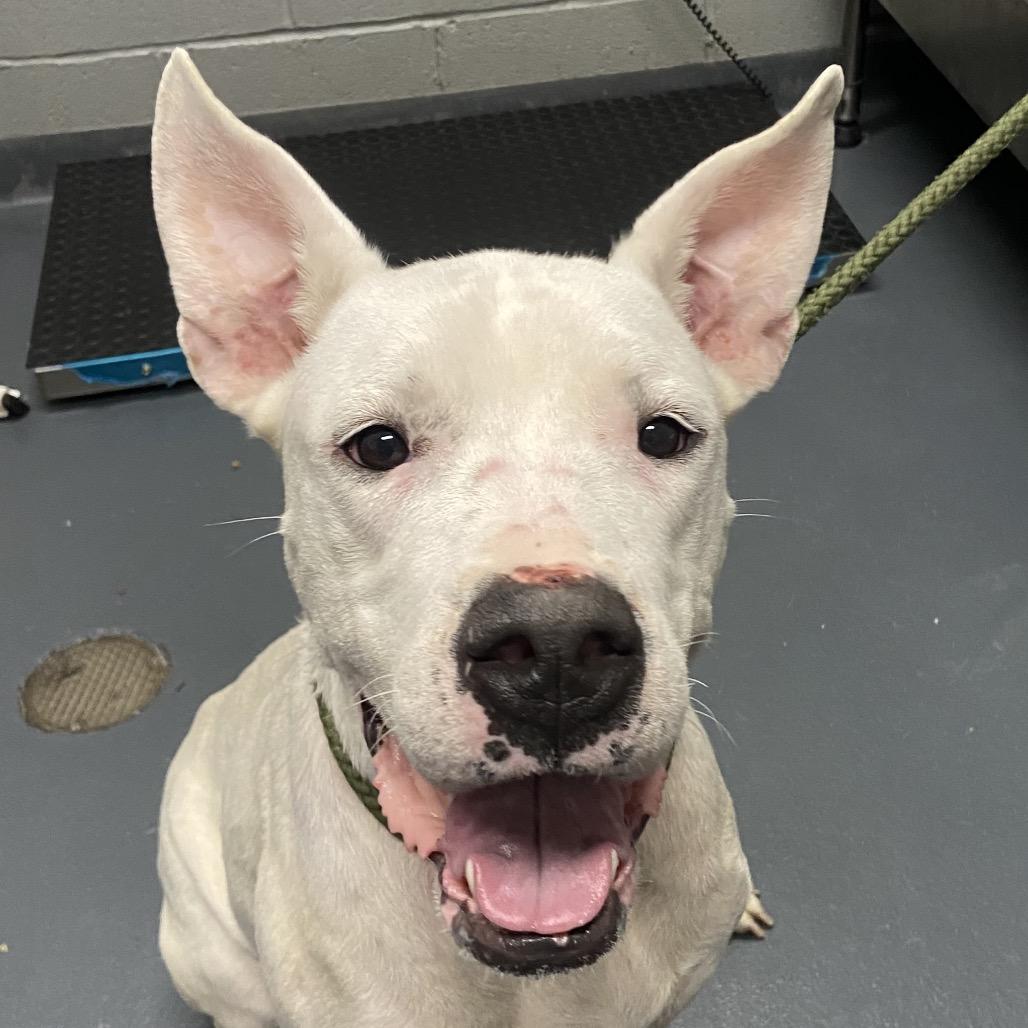 Ruby Roo, Adoptable, Adult Female Dogo Argentino & Mixed Breed.