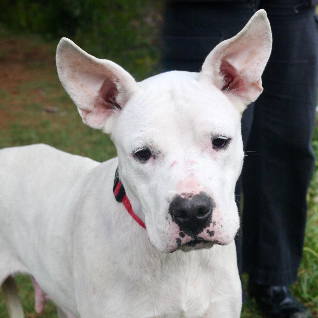 Enlarge Ruby Roo, a Adoptable mixed breed in Allentown, PA image 2/4