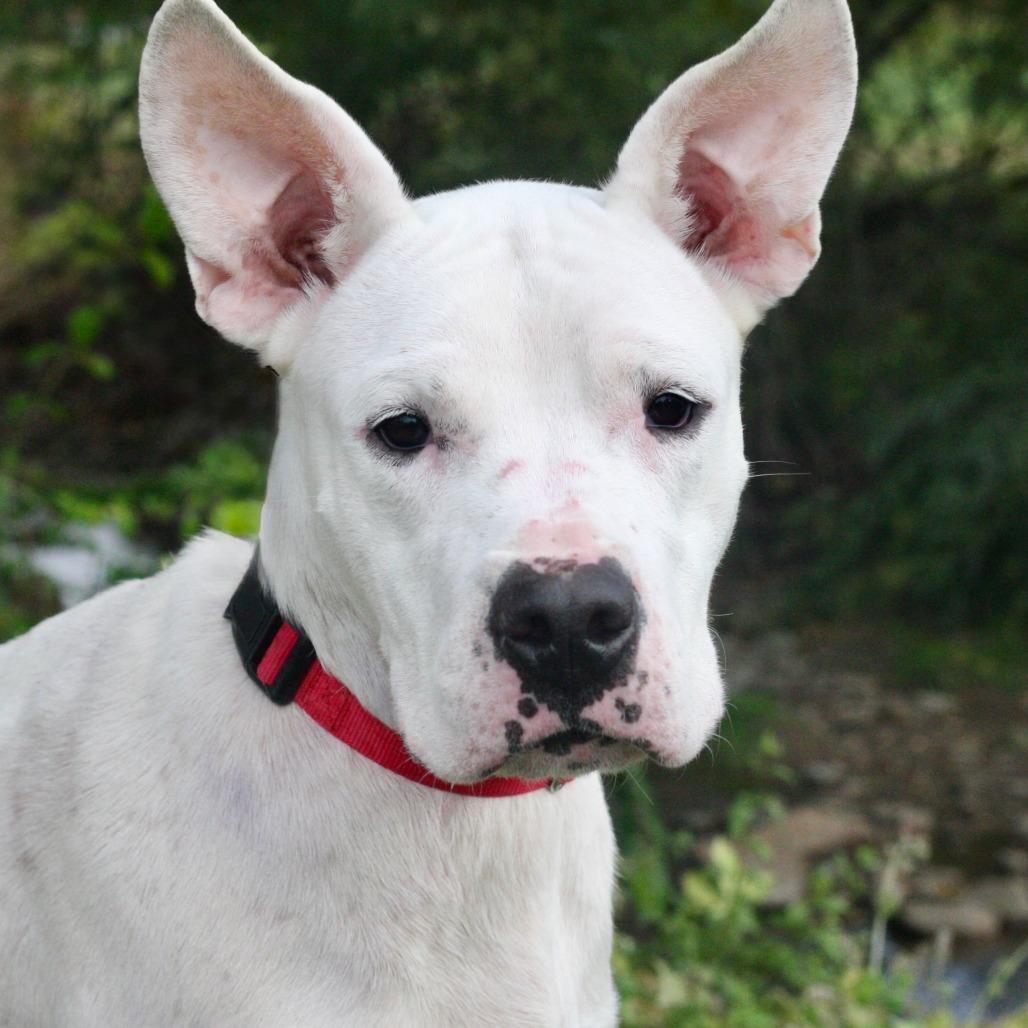 Enlarge Ruby Roo, a Adoptable mixed breed in Allentown, PA image 3/4