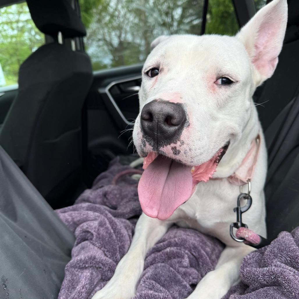 Enlarge Ruby Roo, a Adoptable mixed breed in Allentown, PA image 5/6