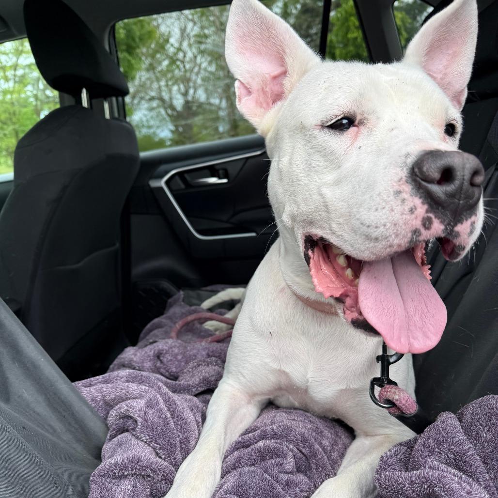 Ruby Roo, a Adoptable mixed breed in Allentown, PA image 5/6