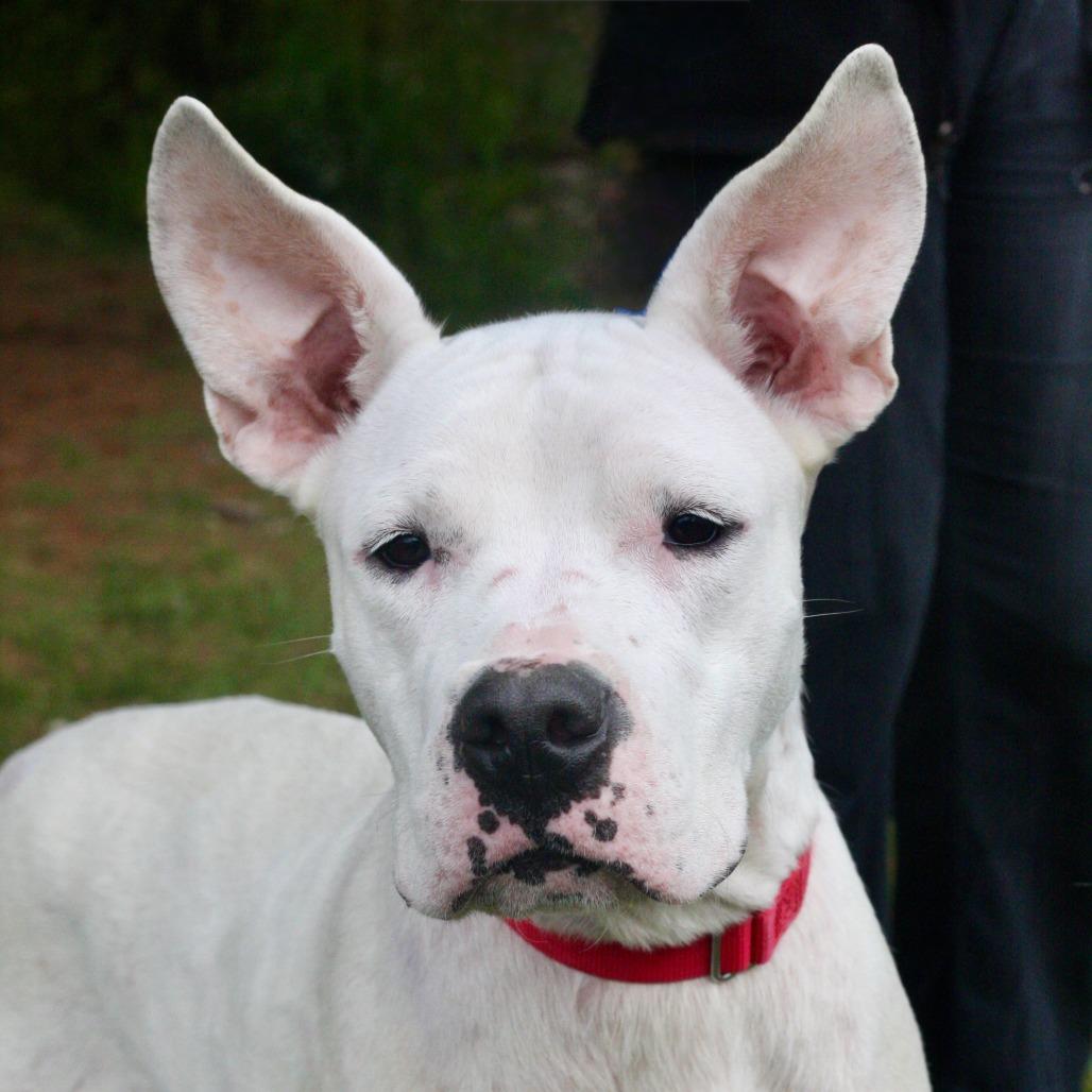 Enlarge Ruby Roo, a Adoptable mixed breed in Allentown, PA image 4/4