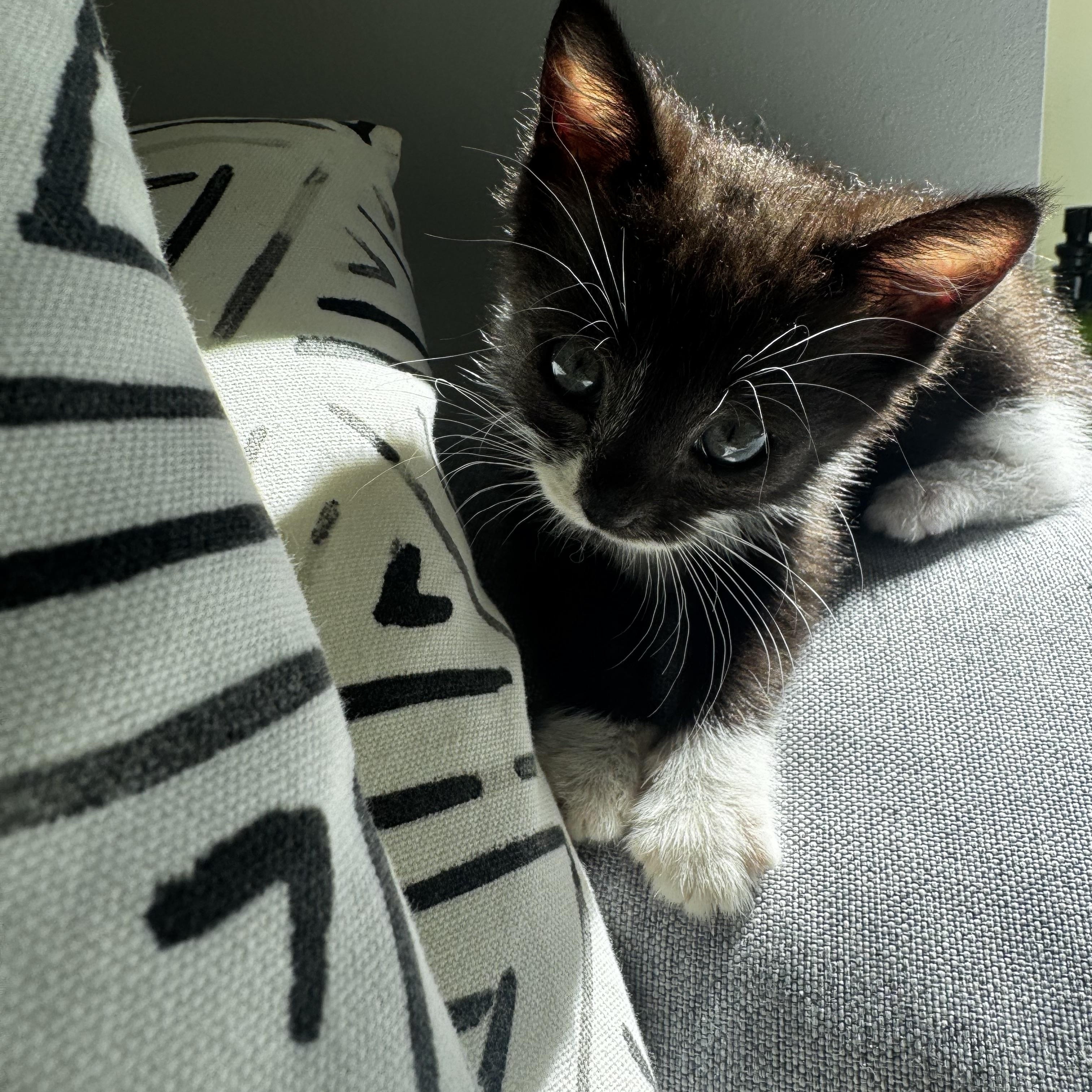 Enlarge Paffles, a Adoptable Domestic Short Hair in Washington, DC image 4/5