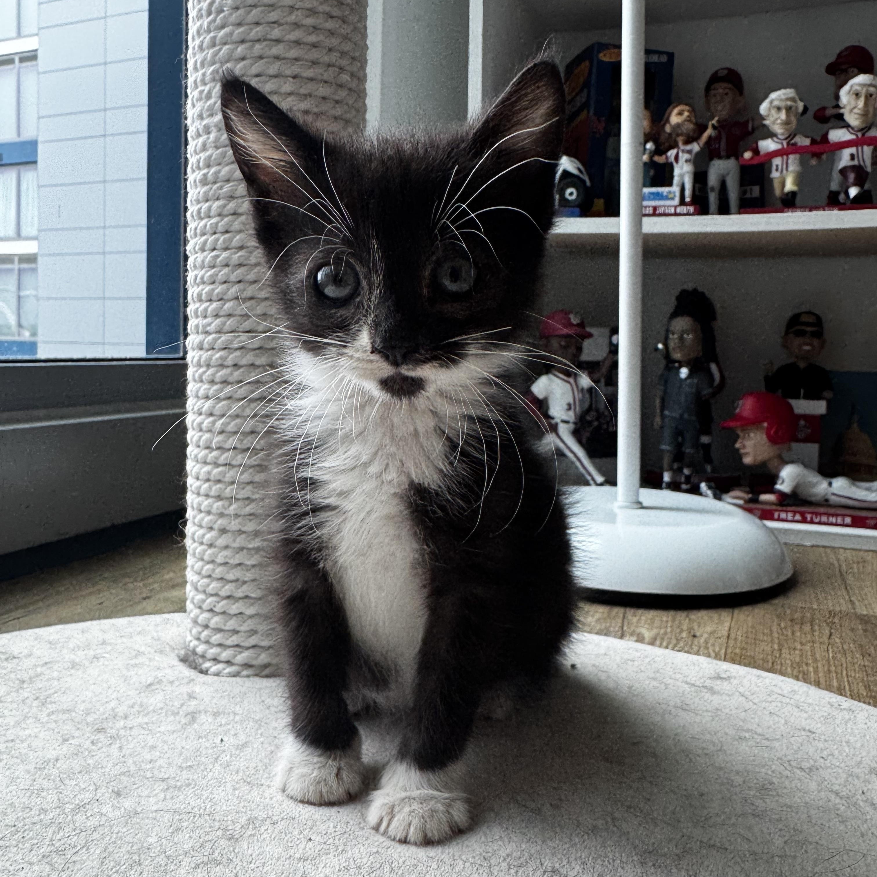 Enlarge Paffles, a Adoptable Domestic Short Hair in Washington, DC image 2/5