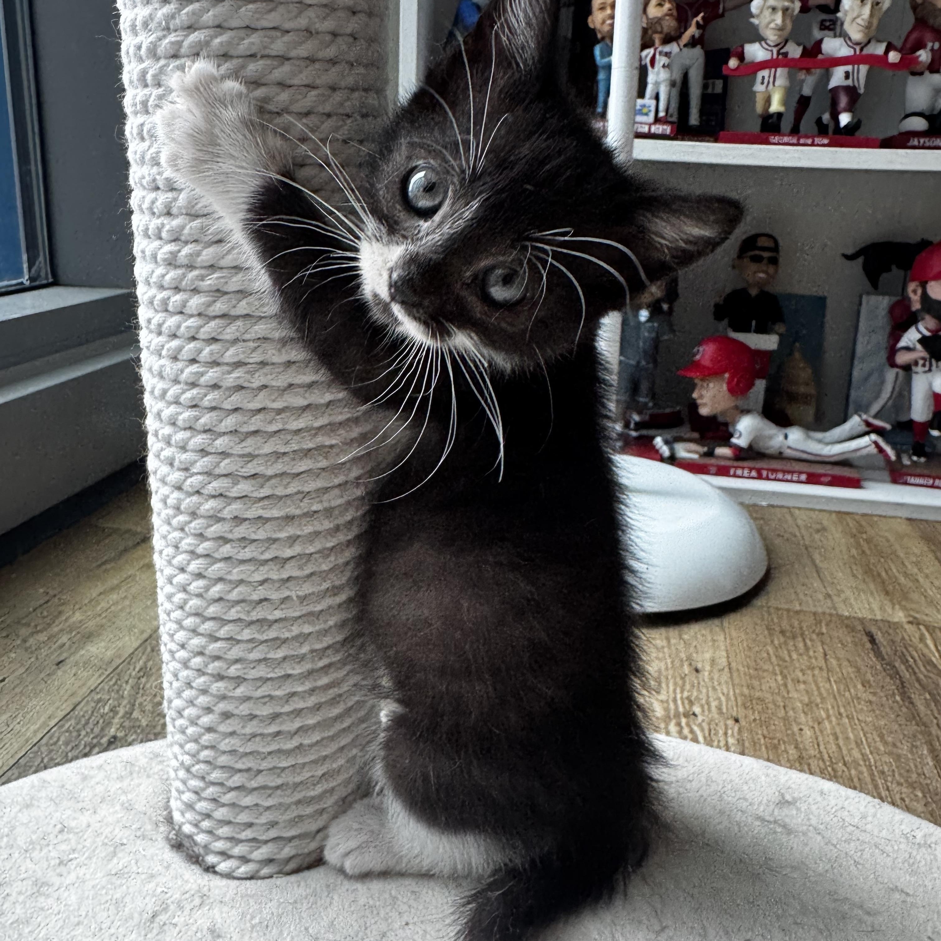 Paffles, Adoptable, Kitten Female Domestic Short Hair.