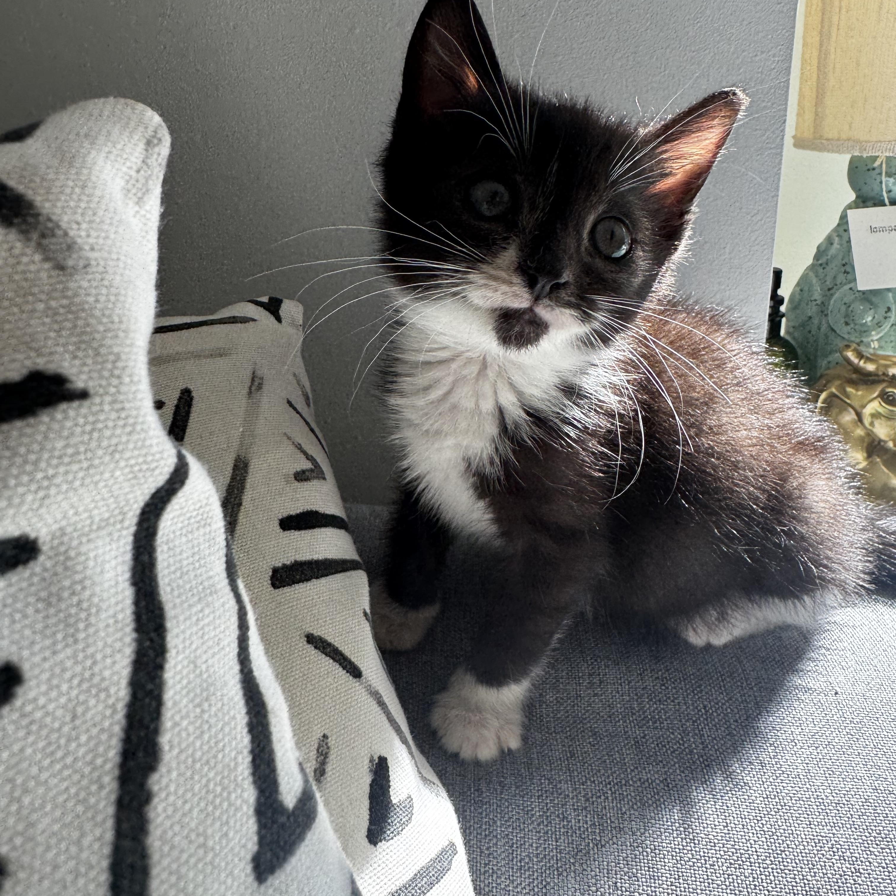 Enlarge Paffles, a Adoptable Domestic Short Hair in Washington, DC image 5/5