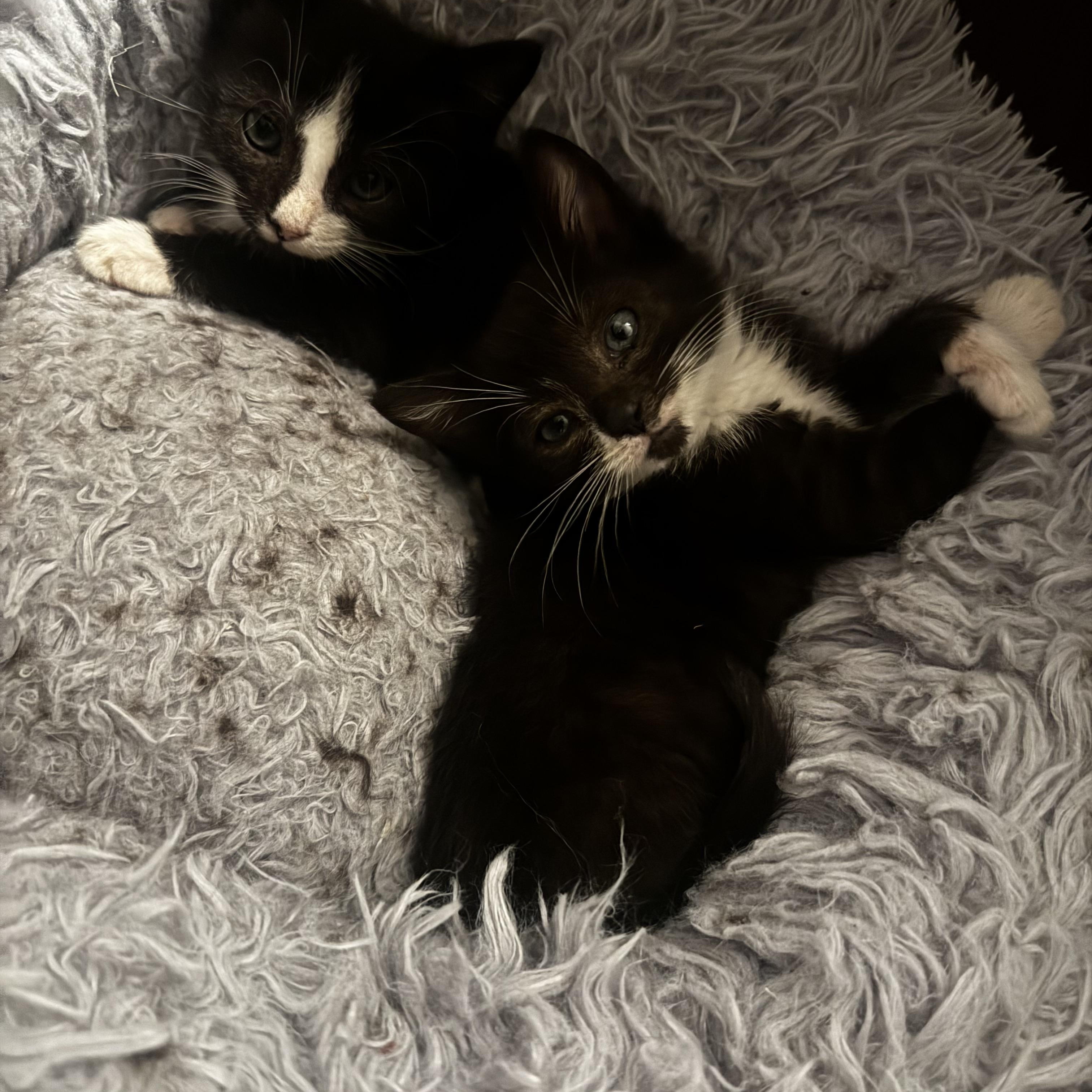 Enlarge Paffles, a Adoptable Domestic Short Hair in Washington, DC image 3/5