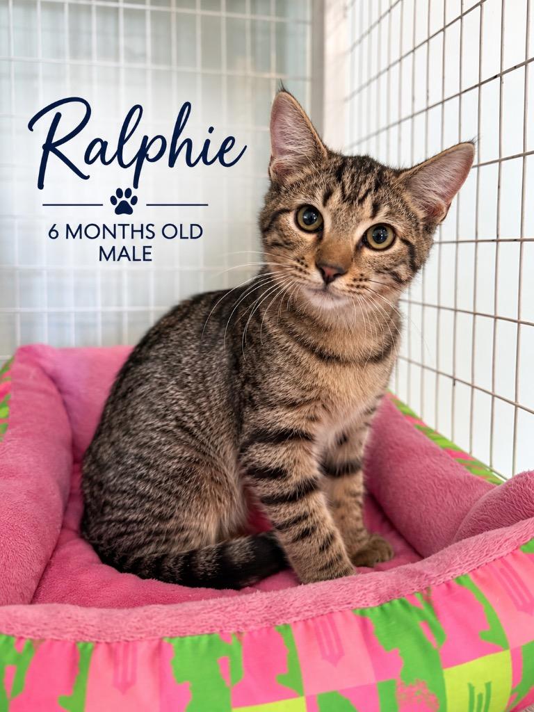 Ralphie, Adoptable, Kitten Male Domestic Short Hair.
