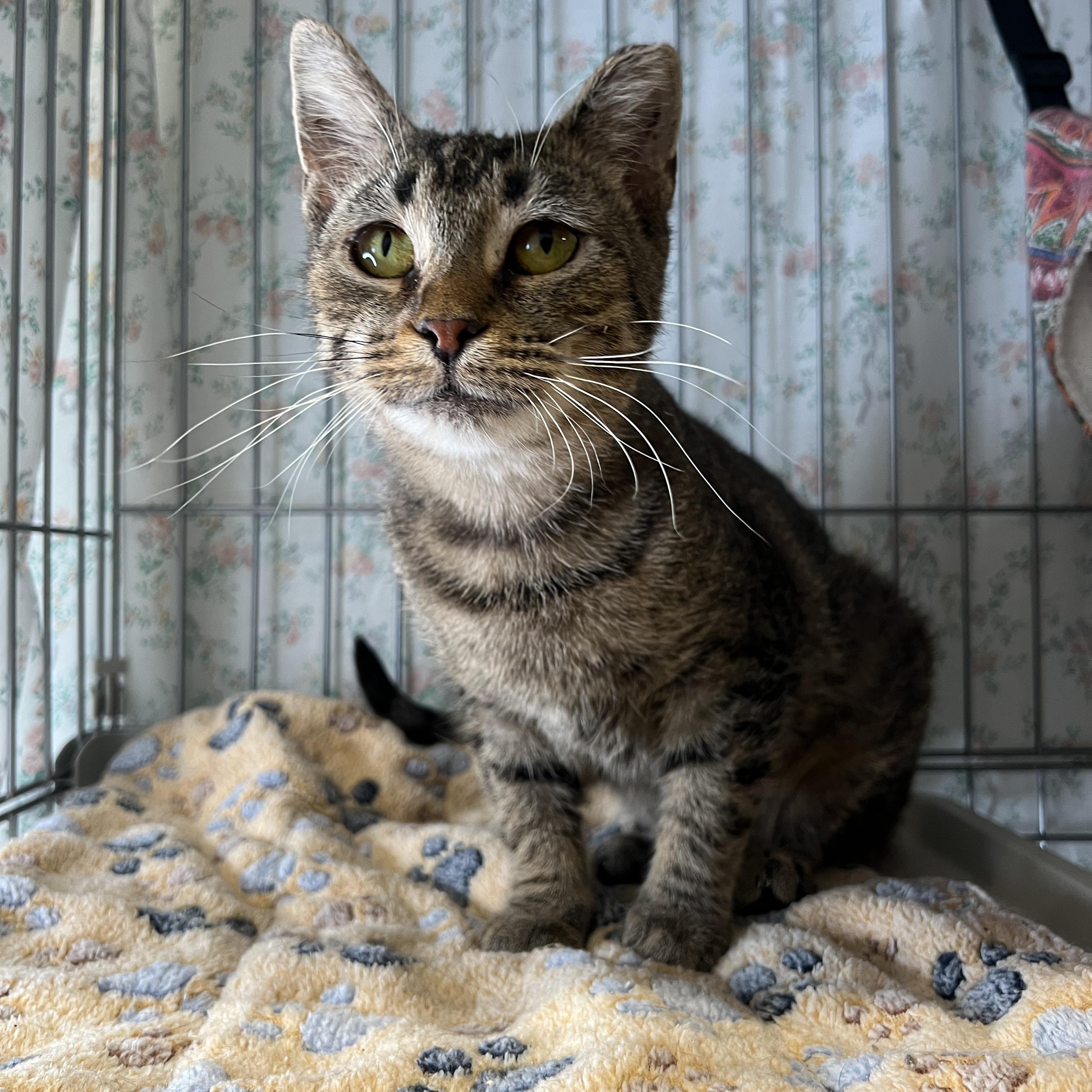 Enlarge Azalea, a Adoptable Domestic Short Hair in Frankenmuth, MI image 1/4