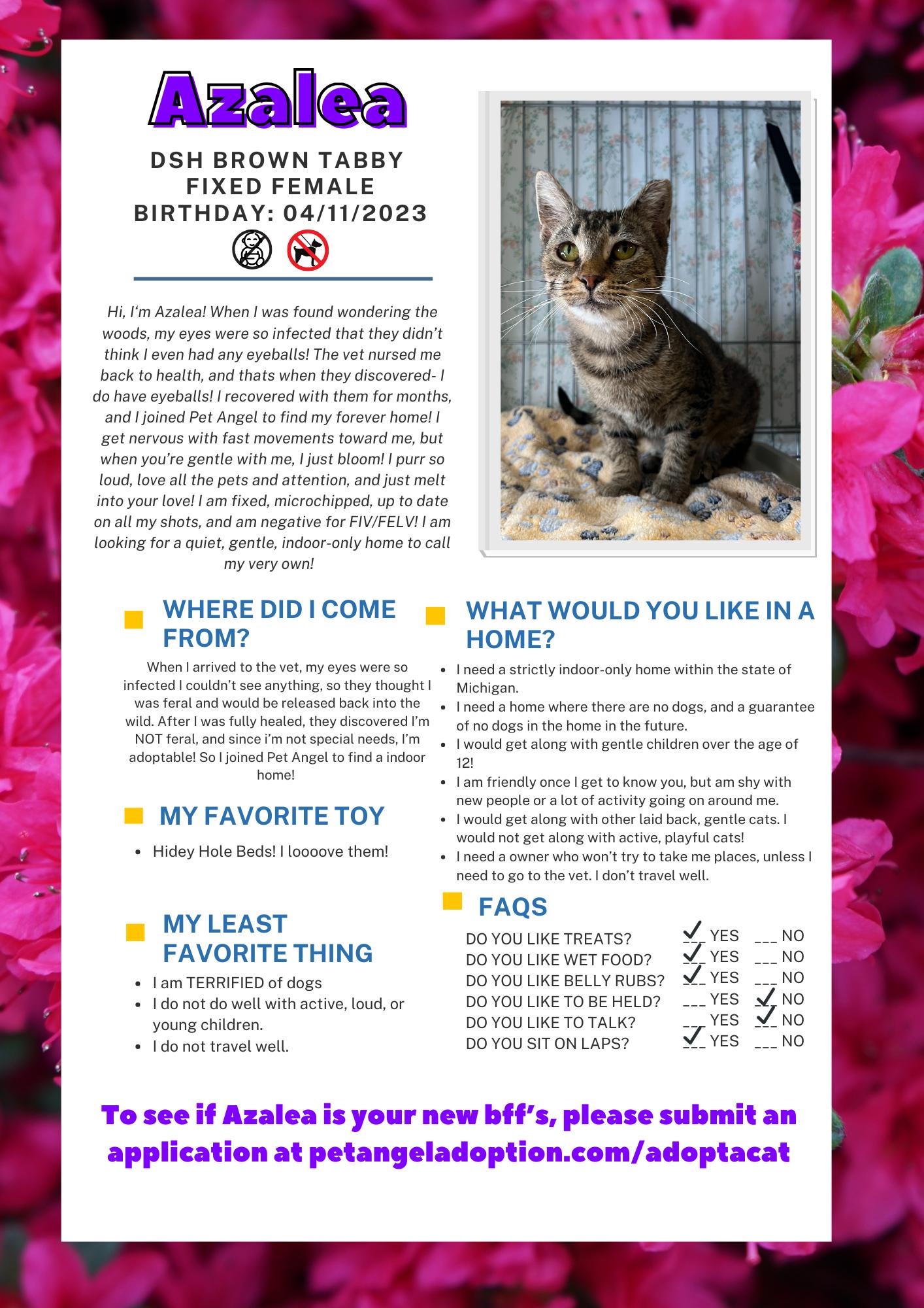 Azalea, Adoptable, Adult Female Domestic Short Hair.