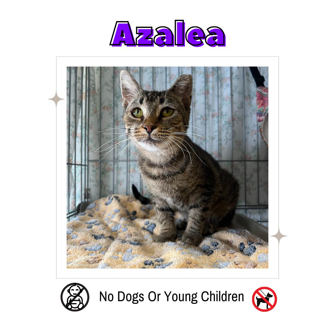 Azalea, Adoptable, Adult Female Domestic Short Hair.