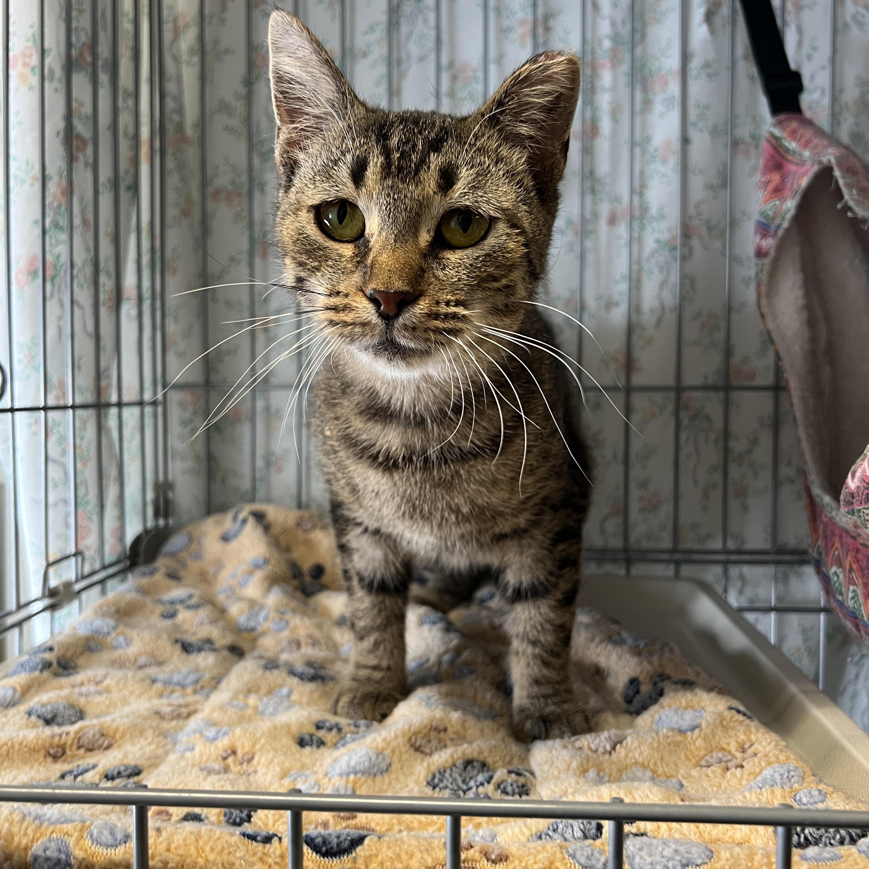 Enlarge Azalea, a Adoptable Domestic Short Hair in Frankenmuth, MI image 3/4