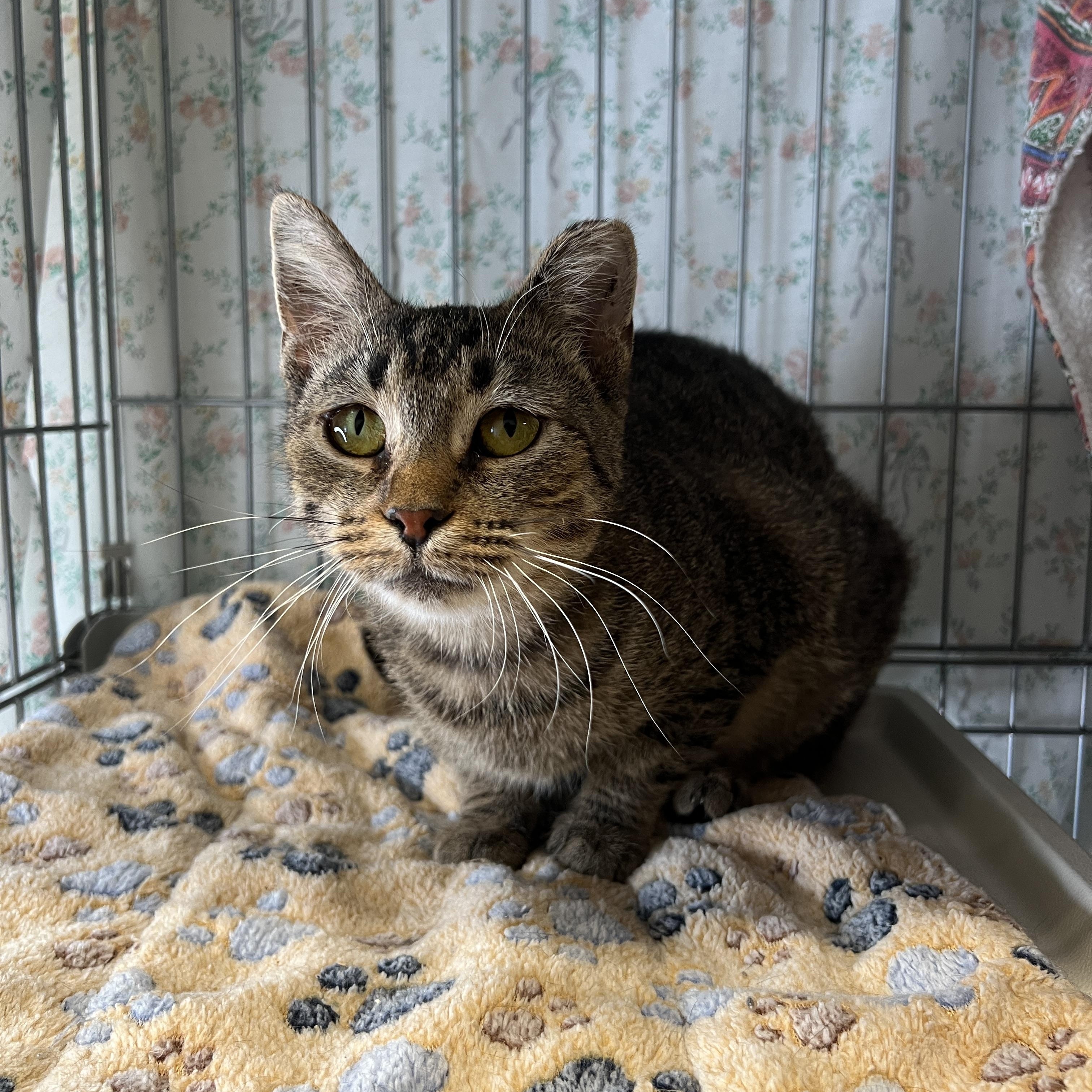 Enlarge Azalea, a Adoptable Domestic Short Hair in Frankenmuth, MI image 4/4