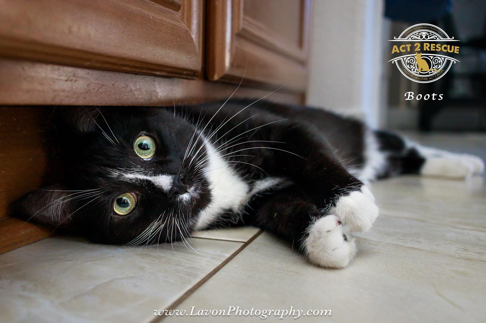 Enlarge Boots 4, a Adoptable Domestic Short Hair in Riverside, CA image 1/3