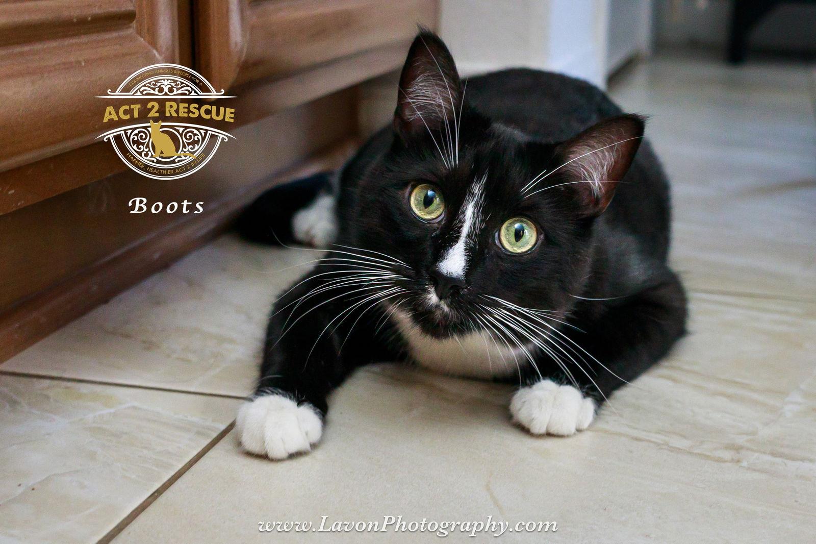 Enlarge Boots 4, a Adoptable Domestic Short Hair in Riverside, CA image 2/3