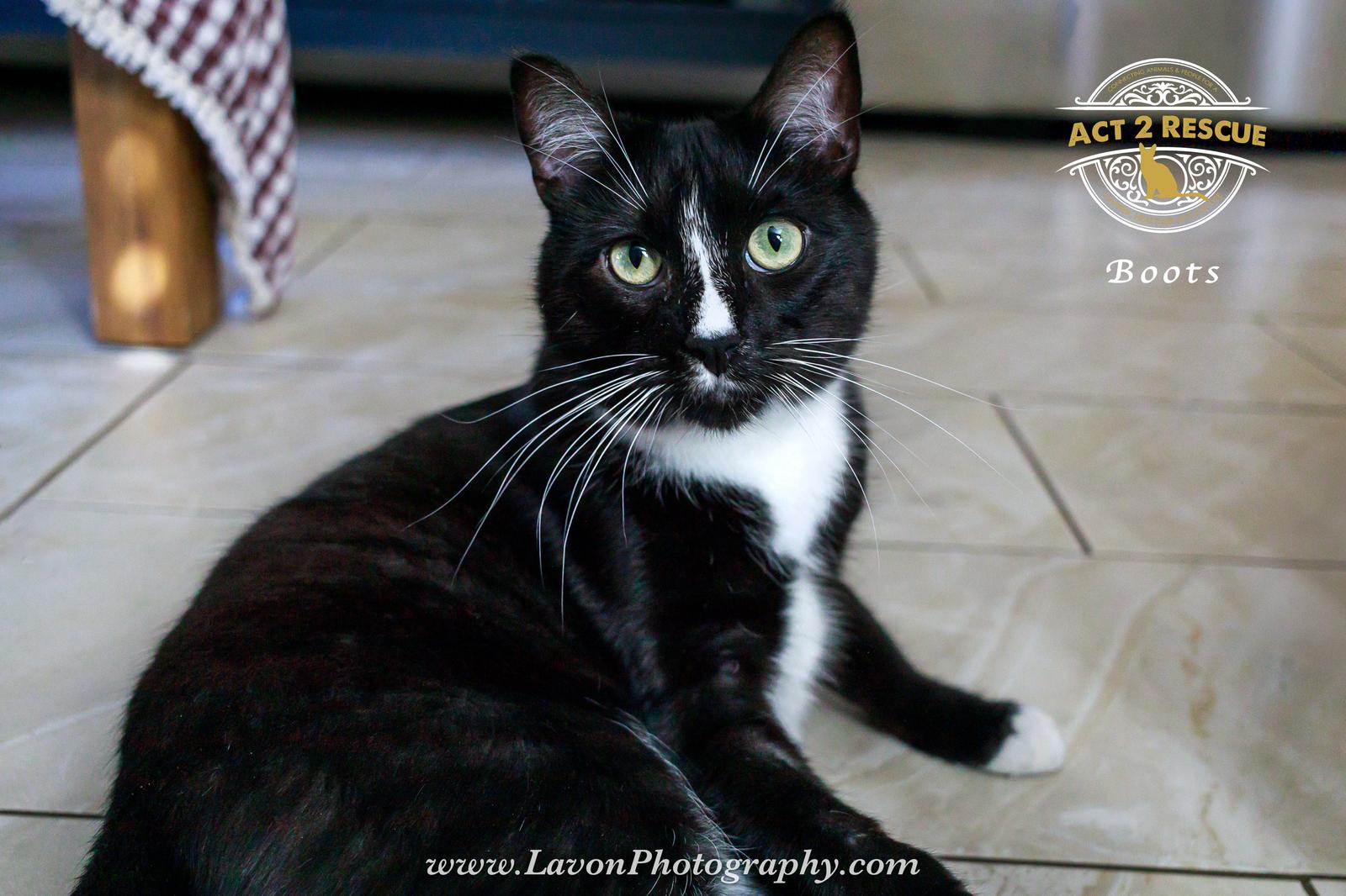 Enlarge Boots 4, a Adoptable Domestic Short Hair in Riverside, CA image 3/3