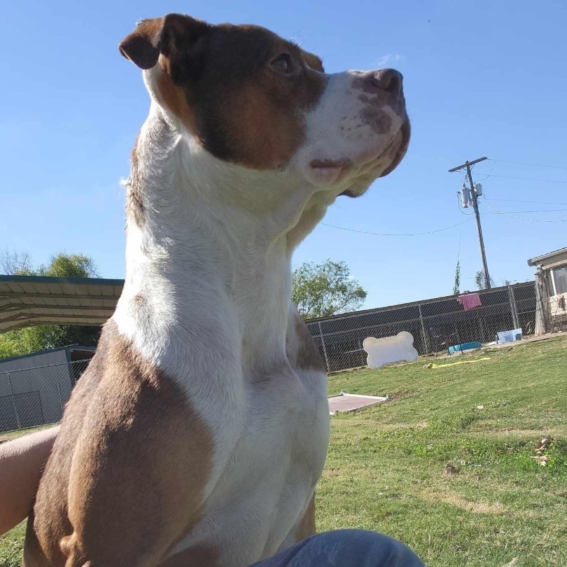 Enlarge Otis, a Adoptable mixed breed image 2/4