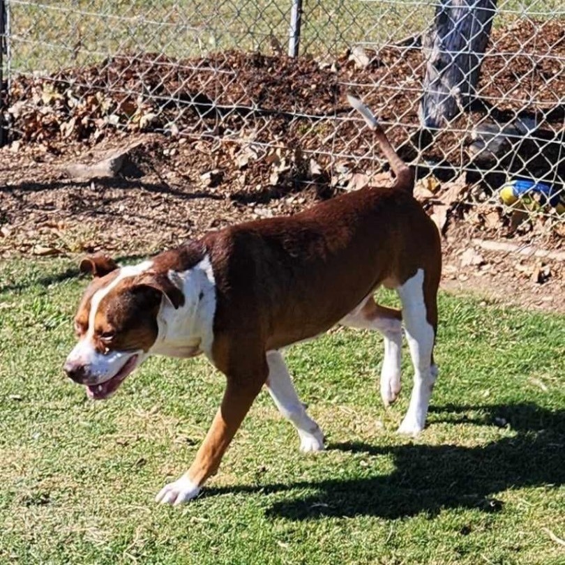 Enlarge Otis, a Adoptable mixed breed image 3/4