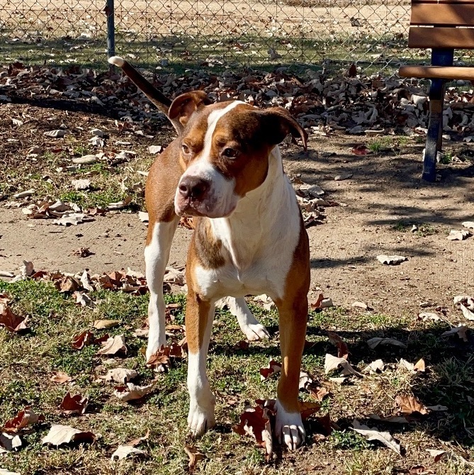 Enlarge Otis, a Adoptable mixed breed image 1/4