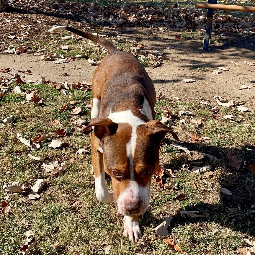 Enlarge Otis, a Adoptable mixed breed image 4/4