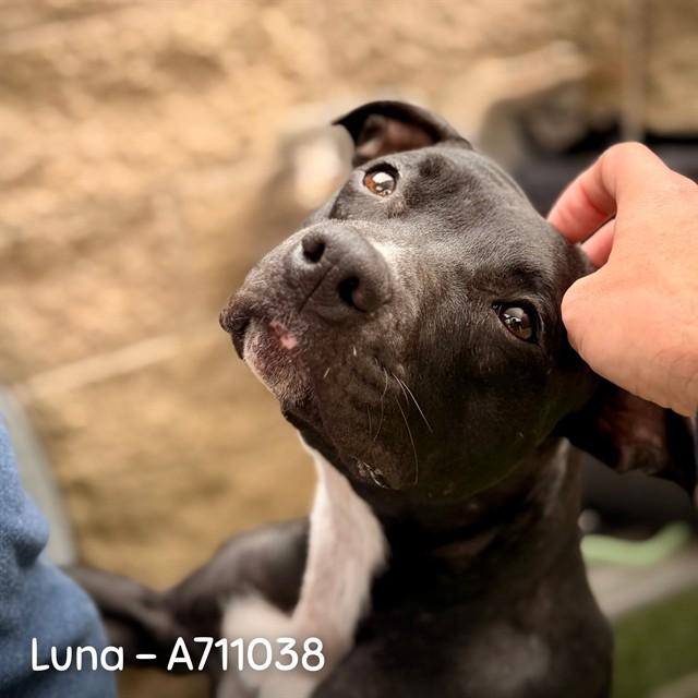 LUNA GIRL, Adoptable, Young Female Pit Bull Terrier.