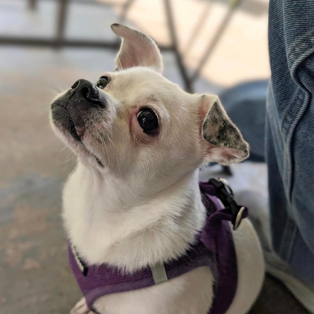 Enlarge Jojo, a Adoptable mixed breed in Lago Vista, TX image 1/6