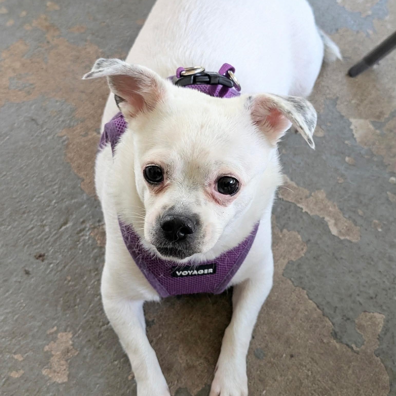Enlarge Jojo, a Adoptable mixed breed in Lago Vista, TX image 5/6