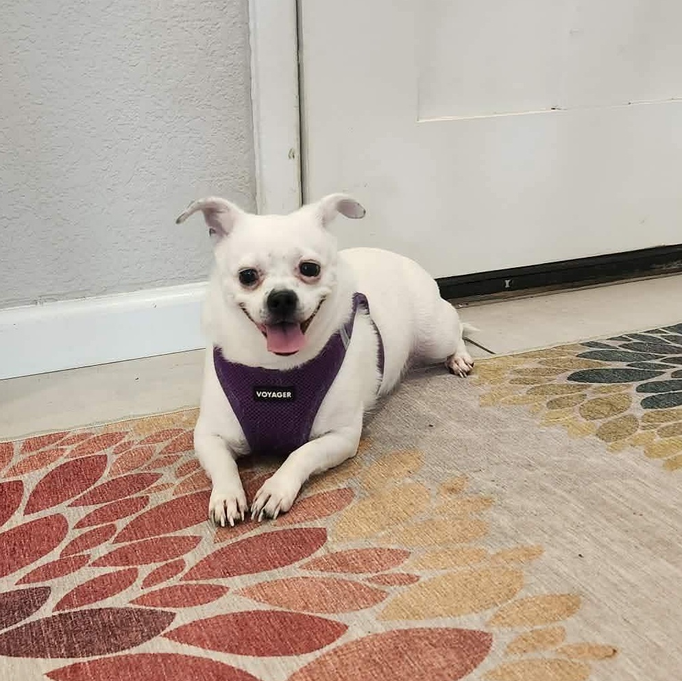 Enlarge Jojo, a Adoptable mixed breed in Lago Vista, TX image 3/6