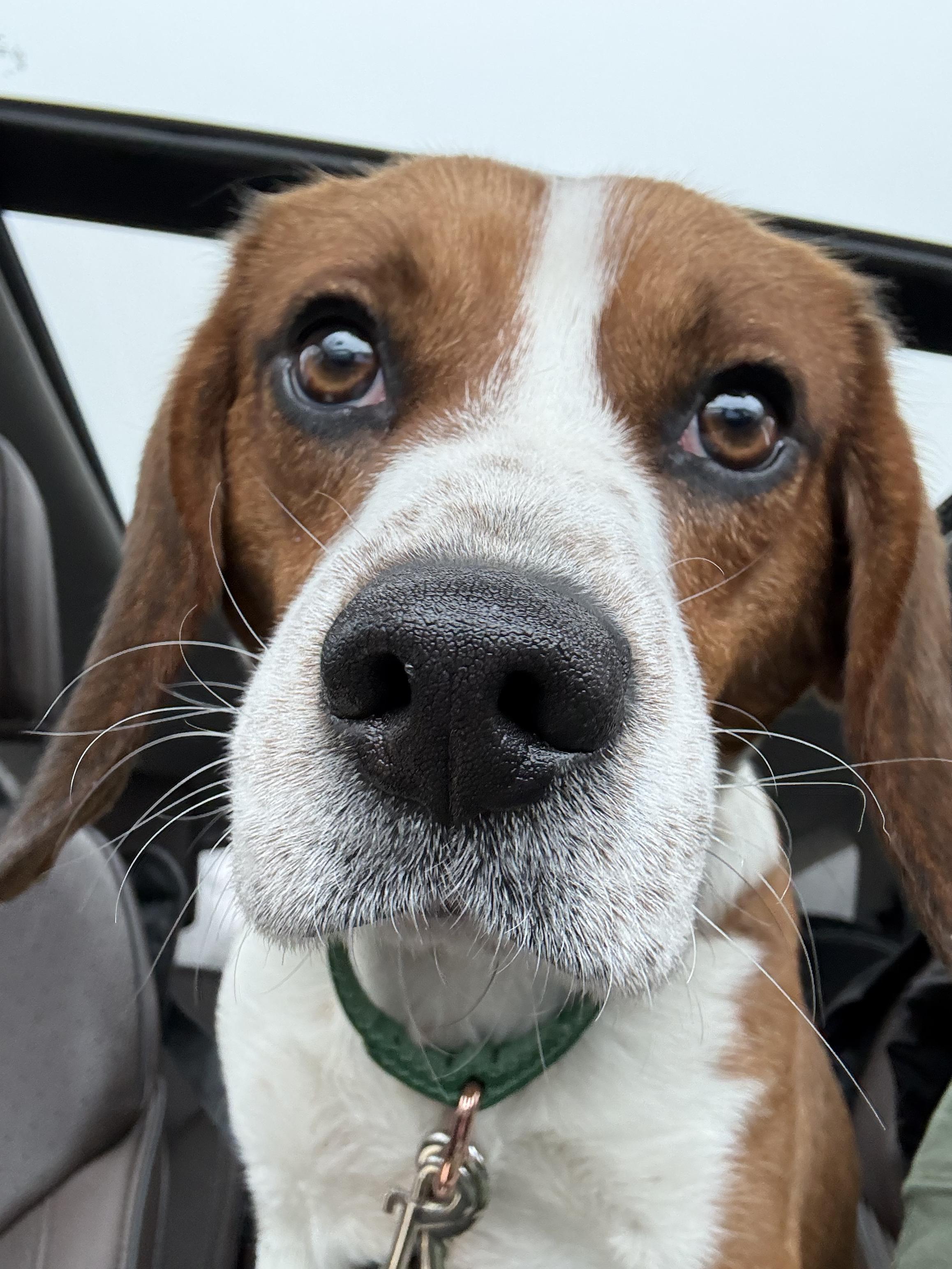 Buddy the Beagle, adopted, Adult Male Beagle.